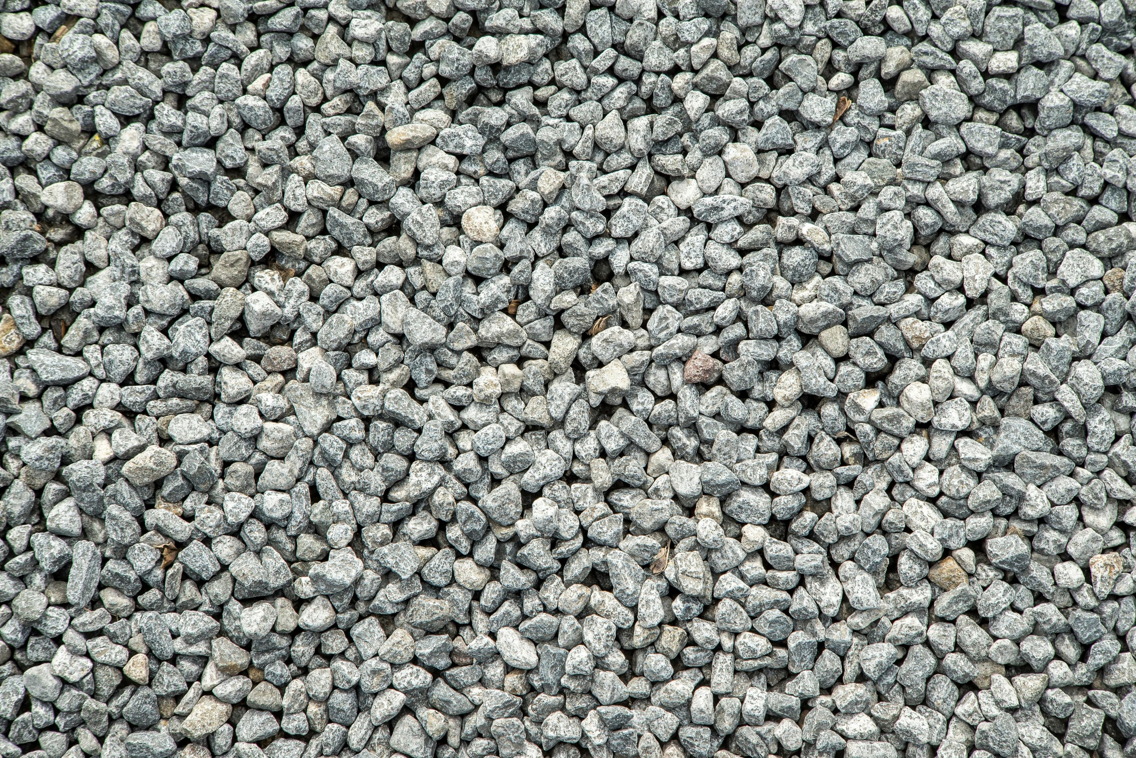 Zierkies